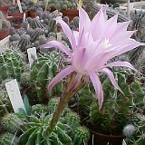 Echinopsis sp JL08-866.jpg